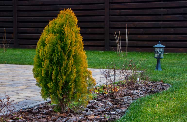 Thuja